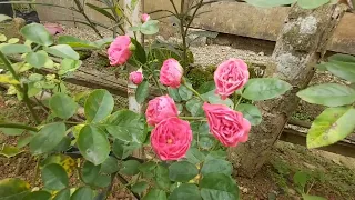 Mini Flower Garden