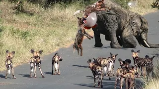 Unbelievable! Brave Mother Elephant Fights Bloodthirsty Wild Dogs To Protect Her Baby