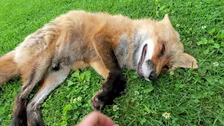 Finnegan Fox Friday from Finnegan and all his best friends! Episode #5