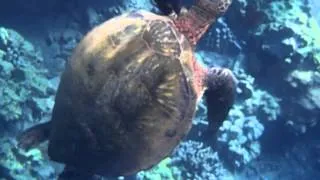 Sea Turtle Cleaning; Whales Singing