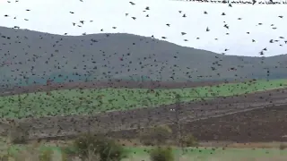 100's of Starlings take to the skies of Bulgaria!