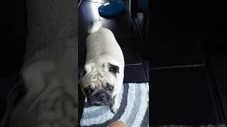 After 2 weeks away my Pug didn't believe I was home 🐶