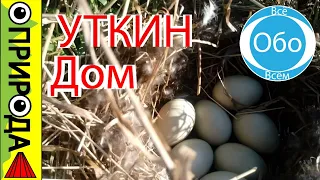 Гнездо утки в природе