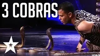 Snake Charmer With 3 Cobras Scares Off The Judges | Got Talent Global #HD