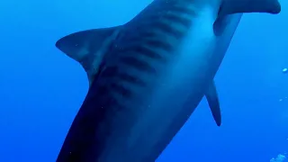 Свечка тигровой акулы