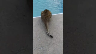 Scared cat jumps in pool!!!