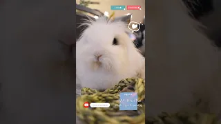 This is how my bunny requests for treats 當兔兔想吃零嘴時 ⋯ (#うさぎ #兔子 #lionheadrabbit )