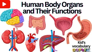 Internal Organs of Human body | Parts of The Body | Internal Organs | Body Organs in English