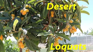 THE Key to Loquats in the Desert | Growing Loquats in AZ