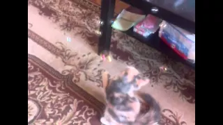 Кошка Яша ловит пузыри