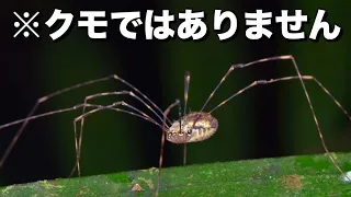 ザトウムシの真実！┃４億年を生き抜いた偽物のクモのお話