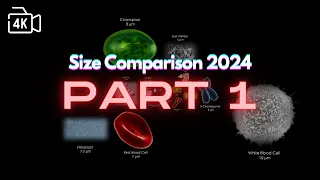 SIZE COMPARISON 2024 (Part 1) - @ptuniverse718