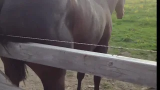 Electric fence vs horse🐎