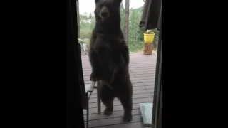 Bear breaking into house