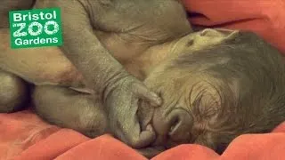 Baby Gorilla is Delivered During Rare Emergency C-Section