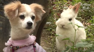 There Is No Species In Friendship: Bunny And Dog Are BFFs | Kritter Klub