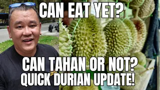 Durians already dropped at 8321 槟城山中果王 Plantation in Teluk Bahang, Penang! #durian #2024 #penang