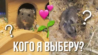 КТО БУДЕТ МОИМ НОВЫМ ХОМЯКОМ? 🐹 || Подготовка к Новому Питомцу 🏠 Поход в Зоомагазин