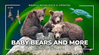Baby Bears and More | More to Explore