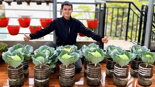 Tips For Growing Cabbage Without Watering And Low Care You Should Know