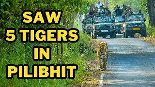 We saw 5 Tigers in Pilibhit Tiger Reserve | How to book Pilibhit jungle Safari?