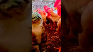 Курица получила по шее от кота