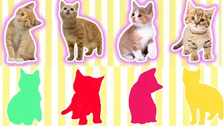 CUTE ANIMALS Cat Funny Puzzle (Choose The Right Cat Puzzle)#cat