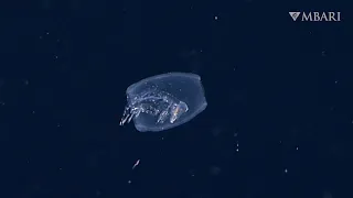 Weird and Wonderful: The barrel amphipod devours its host
