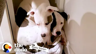 Pittie Won't Leave His Long-Lost Brother's Side Ever Again | The Dodo Pittie Nation