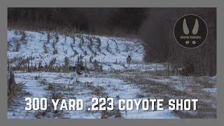 300 yard 223 coyote shot! The FoxPro does it again!