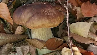 #Какие грибы я нашла в осеннем лесу//Грибы в ноябре//Это шок//
