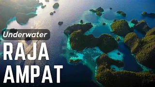 Misool Magic - Raja Ampat Liveaboard, Scuba Diving Indonesia