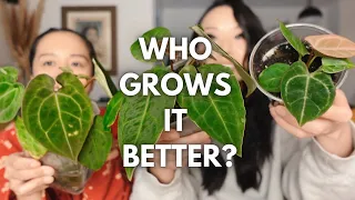 Who grows it better?! Ep. 4 with @unplantparenthood