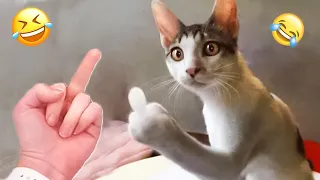 New Funniest Animals Videos 😹 New Cats and Dogs Funny Videos 🤣🐶😹