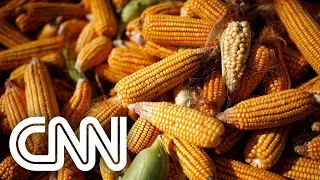 Conexão Agro: Cotação do milho no Brasil sobe 17,4% em março
