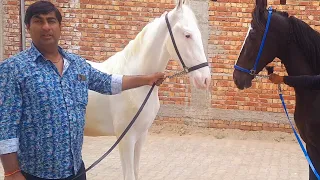 Malik Stud Farm Shamli / मास्टर जी के पास मजूके लाइन का बेहतरीन घोड़ा