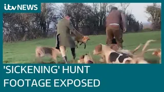 Hunt expelled as police probe 'sickening' fox hunt footage exposed by ITV News