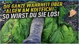 Die ganze Wahrheit über Algen am Koiteich! So wirst du sie los!