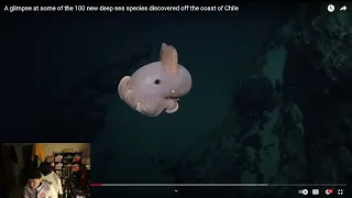 Fronto Reacts To A glimpse at some of the 100 new deep sea species discovered off the coast of Chile