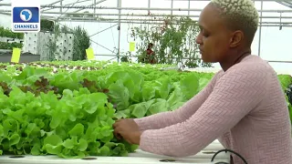 Hydroponic: How Farmers In SA Are Growing Herbs And Crops On Rooftops