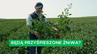 DWA PIĘTRA W RZEPAKU - BŁĄD JARKA? - #308 nawozy nonstop