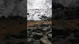 Fuerteventura /Жители Фуэртовентура, Магрибские белки