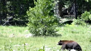 Black Bear in Marble Mountains wilderness (California)