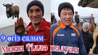 Мини Тіллә палуан 9 өгізге салымды болды👏🇰🇿