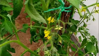 Освобождаю цветочные кисти томатов от листьев