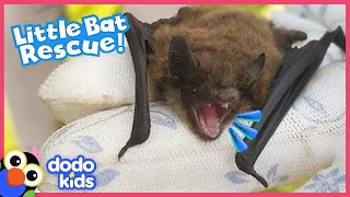 Tiny, Fingernail-Sized Bat Discovers He Has Wings! | Dodo Kids | Rescued!