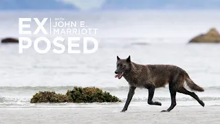 A Wildlife Photography Expedition in Search of the Elusive Sea Wolf!