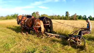 BIG NEWS ABOUT BARON!!!! // Farming with Draft Horses #530