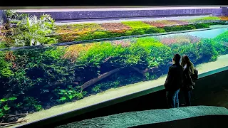The World's Biggest Aquascape | Forests Underwater by Takashi Amano (Oceanario Lisbon)