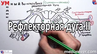 Вегетативная рефлекторная дуга - meduniver.com